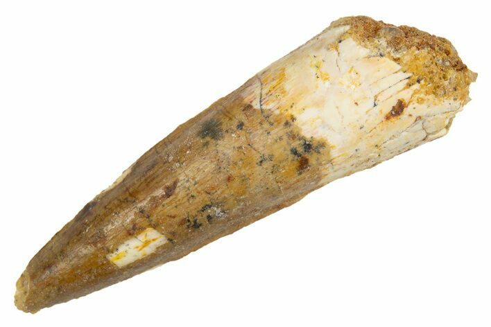 Fossil Spinosaurus Tooth - Real Dinosaur Tooth #305672